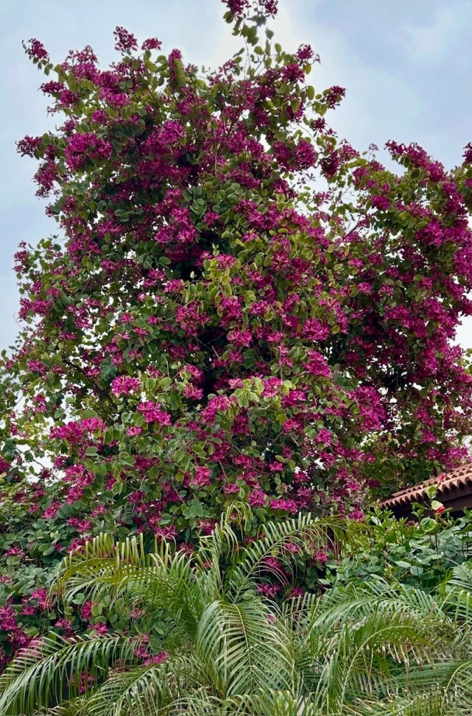 Hong Kong Orchid tree in bloom in Phoenix AZ